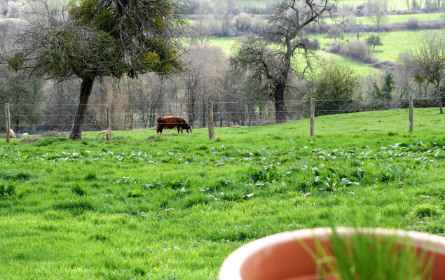 Les écuries de Callenville - Photo 31