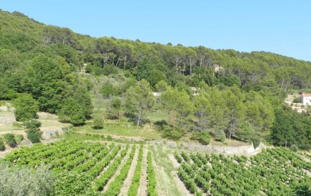 Les Grenaches - Photo 39