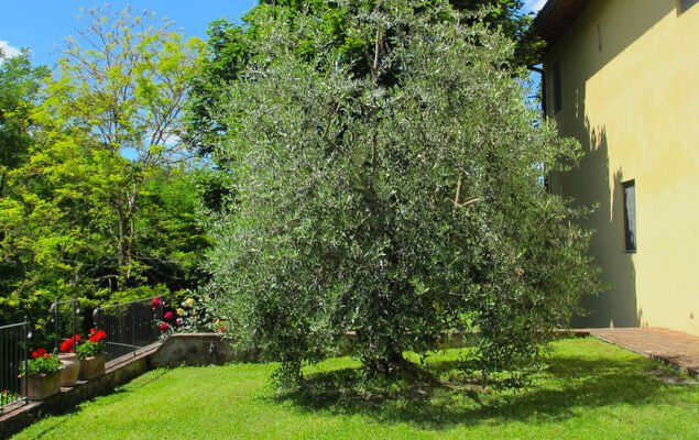 Corbezzolo - Photo 29