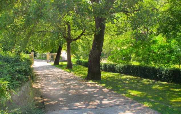 Corbezzolo - Photo 40